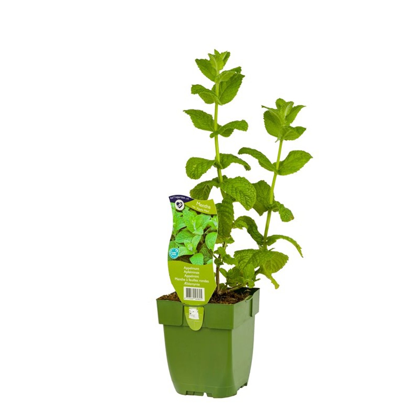 Mentha rot. 'Apple Mint' - P11